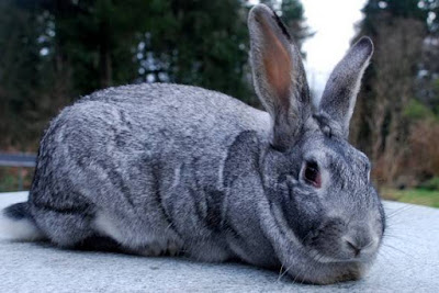 chinchilla rabbit