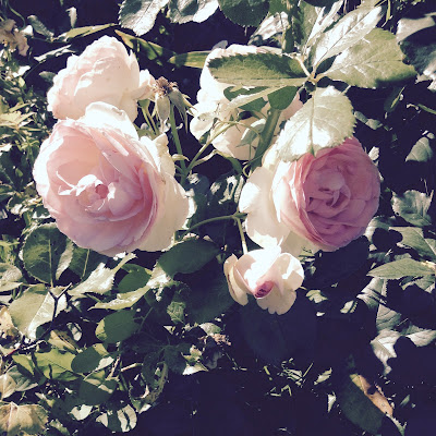 roses ronsard 