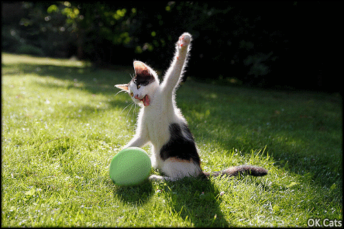 Art Cat GIF • Crazy kitten wants to kill a green balloon! That's going to end in explosion! [ok-cats.com]