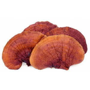 Ganoderma Mushroom Pure Culture Supplier Company in South Sudan | Ganoderma Mushroom Company in South Sudan