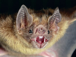 bat