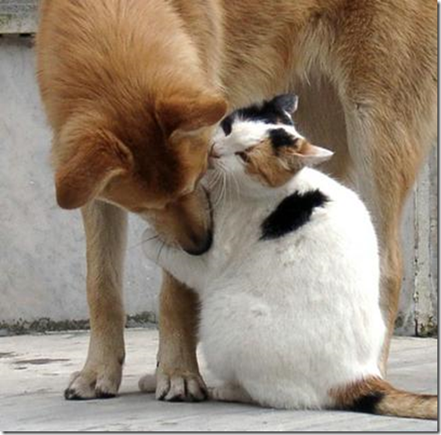 Funny Images Animals on Funny Animals Kissing Pictures 2011   Funny Animals