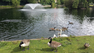 The lake at Central Park Chelmsford