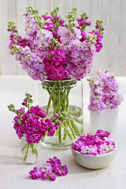 Scented Stock Flowers