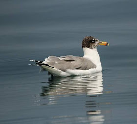 Pallas's gull - Ichthyaetus ichthyaetus