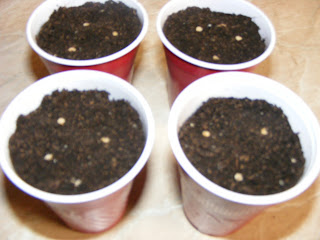 Plantarea semintelor de rosii de casa,