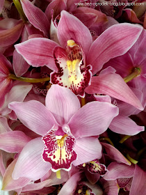 cymbidium flowers in the color of the year