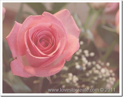Rose 5.8.11