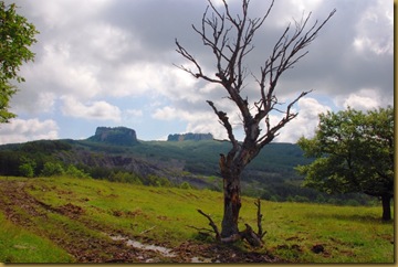 albero secco e i Sassi