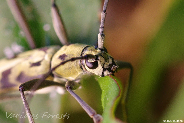 Some insects from my backyard Long-horned beetle