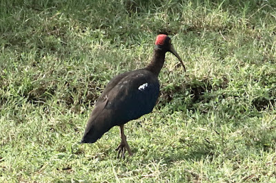 Red-naped Ibis