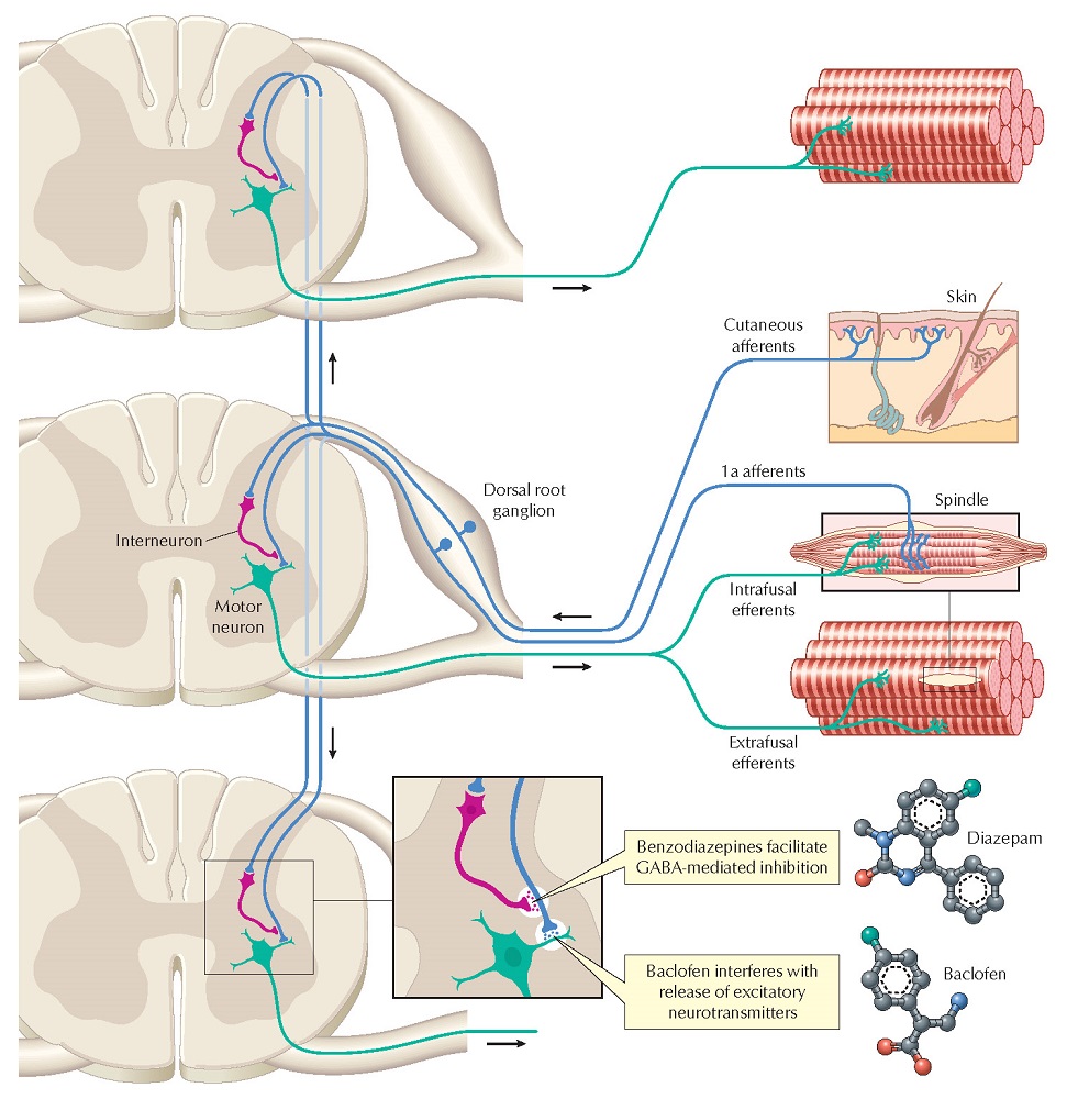 Motor Neurons and Drugs