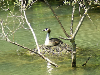 Podiceps cristatus - Grèbe huppé