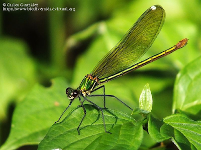 https://www.biodiversidadvirtual.org/insectarium/Calopteryx-xanthostoma-(Charpentier-1825)-img1004353.html