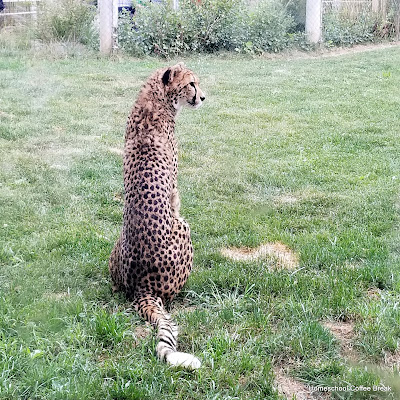 A Columbus Zoo PhotoJournal on Homeschool Coffee Break @ kympossibleblog.blogspot.com