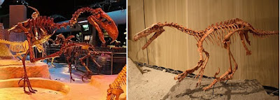 Phorusrhacidae and Velociraptor Skeletons