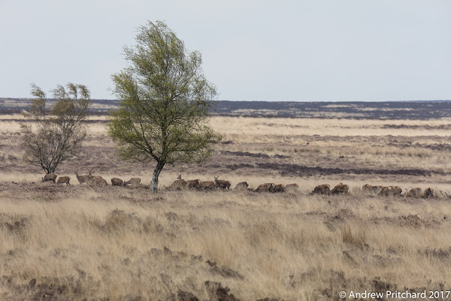 Moorland and trees are a favourite of these deer. Perhaps they like trees for shelter, or scratching, or both!