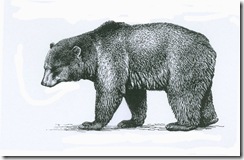 ursus arctos