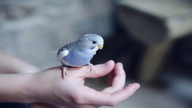 Pet Bird