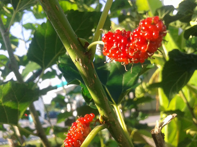 Khasiat Buah Mulberry ~ SuteraUngu87