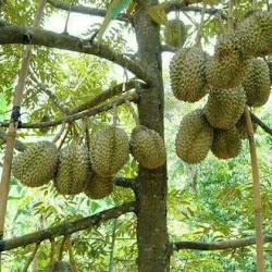 Bibit Pohon Durian Montong Kaki 3 Bisa Ditanam Dalampot