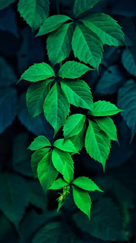 Green wallpapers for android