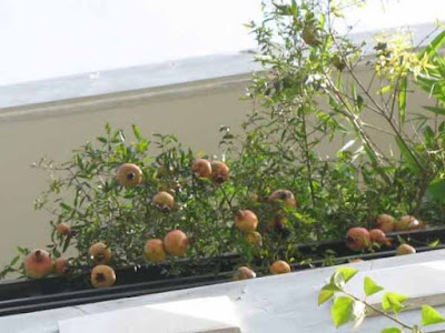 trồng rau quả sạch trên sân thượng