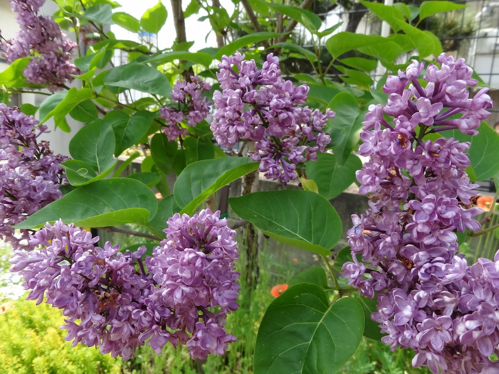 和の花だより 高貴な香りのライラックの花が咲きました