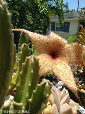 Asclepiadaceae, cactus, Stapelia, succulent, succulents, flower, flowers, garden, unique flower, smelly flower, carrion flower, starfish flower, African flower, plants, gardening, nature, Stapelia cactus flower, Stapelia grandiflora, Stapelia gigantea, Stapelia scitula, Stapelia paniculata, Stapelia leendertziae, Stapelia hirsuta