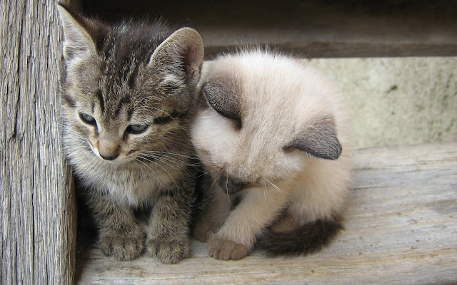 Foto met twee jonge katjes