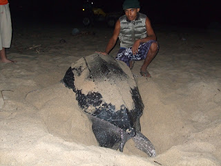 Leatherback Marine turtle(Dermochelys coriacea), La Tortuga Marina Laud, 멕시코 바다거북 라웃 ,Mexico