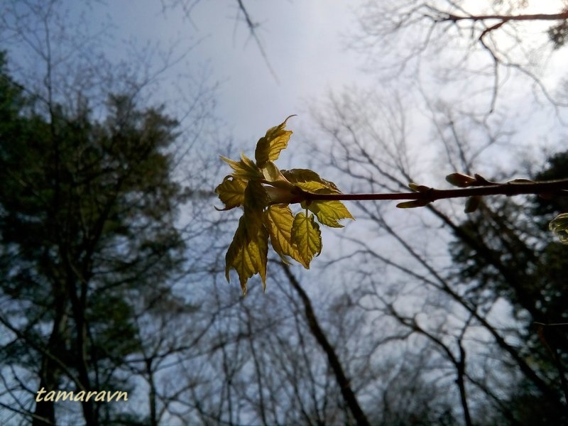 Клён бородатый / Клён бородчатонервный (Acer barbinerve)