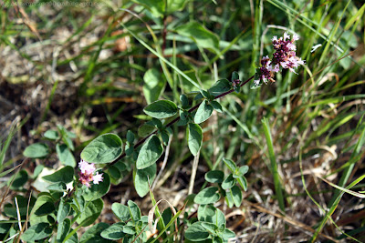 Origan (origanum vulgare)