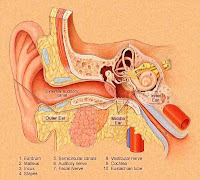 Ear Infections Treatment : Tinnitus Miracle