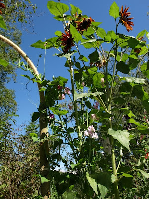 Garden 2010