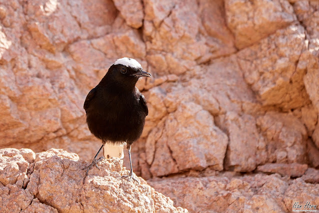 Hooded Wheatear