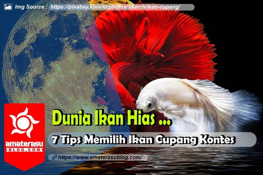 7-tips-cara-memilih-ikan-cupang-kontes