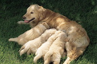 Dog Feeding Puppies2