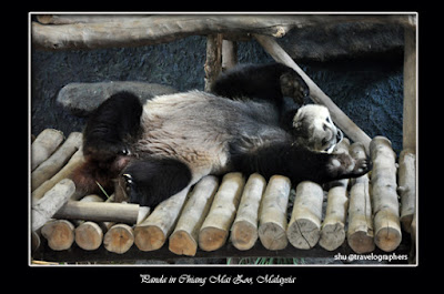 panda, giant panda, giant panda conservation center, giant panda forest, panda river safari singapore zoo, panda zoo negara malaysia, panda chiangmai zoo thailand, panda wwf