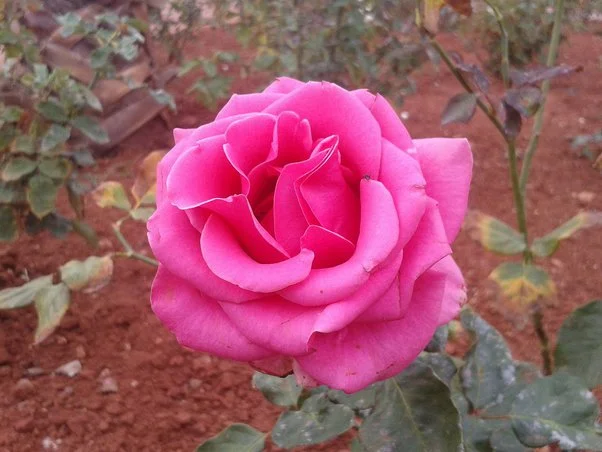 গাঢ় গোলাপী গোলাপ ফুলের ছবি - Picture of dark pink rose flower - ২০ রঙের গোলাপ ফুলের ছবি - গোলাপ ফুলের বিভিন্ন জাত - Pictures of 20 colored roses - NeotericIT.com