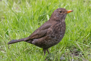 DFBridgeman Blackbird