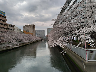 大横川さくら開花(水鳥)