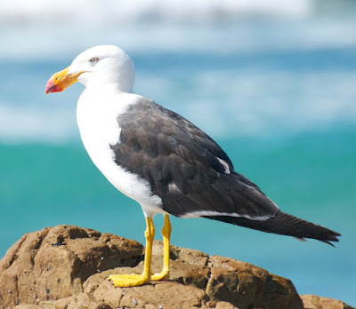 Pacific Gull (Larus pacificus)