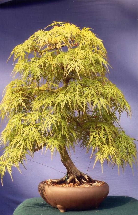 60 My Favorite Beautiful list of Trees for Bonsai [pics]