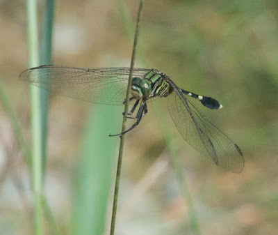 Orthetrum sabina