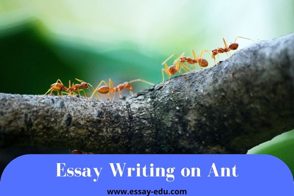 Writing Essay On Ant
