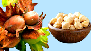 Hazelnut fruits