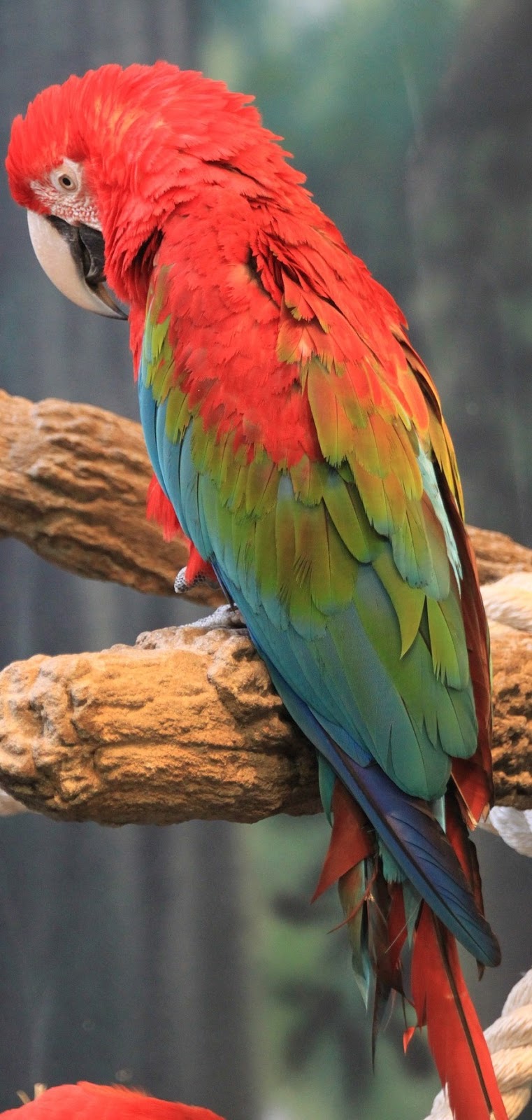 A beautiful macaw.