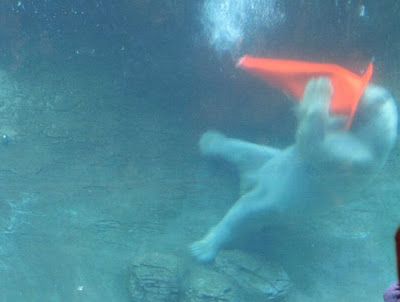 Polar Bears With Cones On Their Heads Seen On  www.coolpicturegallery.net