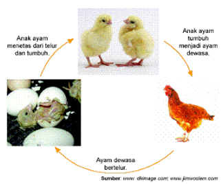 41+ Gambar Siklus Hidup Ayam, Paling Dicari!